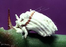 Icerya purchasi, una cocciniglia cosmopolita controllata efficacemente con la lotta biologica